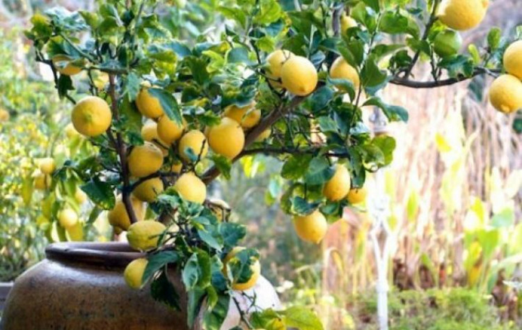 Лимонное дерево в доме